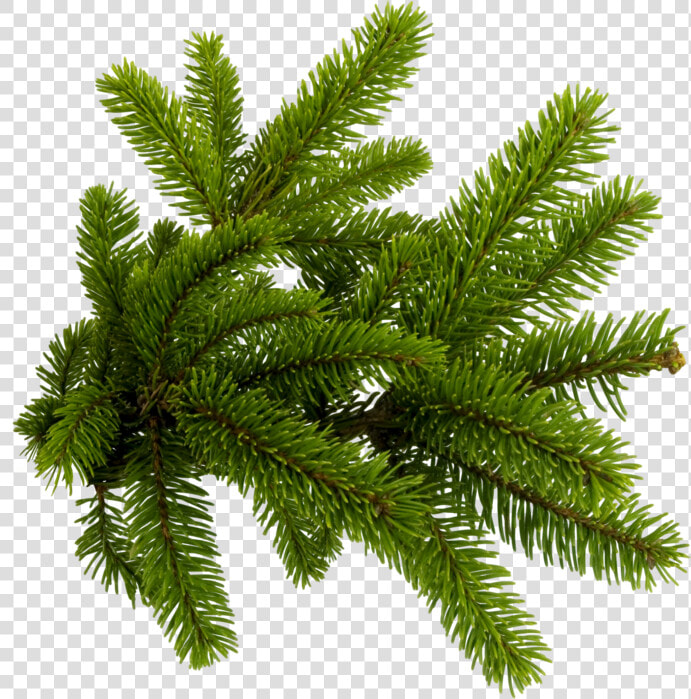 Pine Needles Png   Png Download   Christmas Tree Branch Png  Transparent PngTransparent PNG