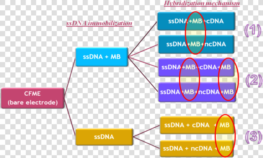 Actores De Un Proyecto  HD Png DownloadTransparent PNG