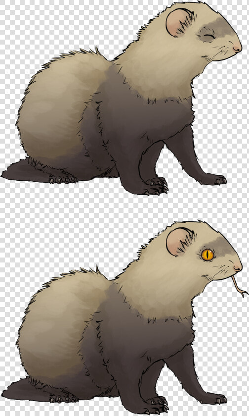 Another Ferret Request   Ferret  HD Png DownloadTransparent PNG