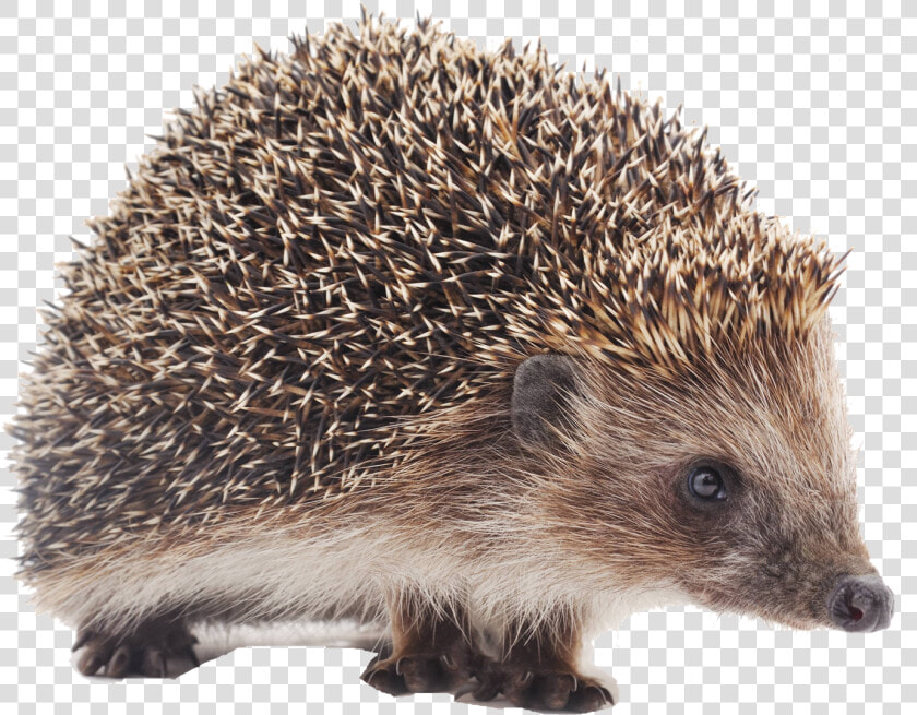 Hedgehog Png Background   Porcupine Small  Transparent PngTransparent PNG