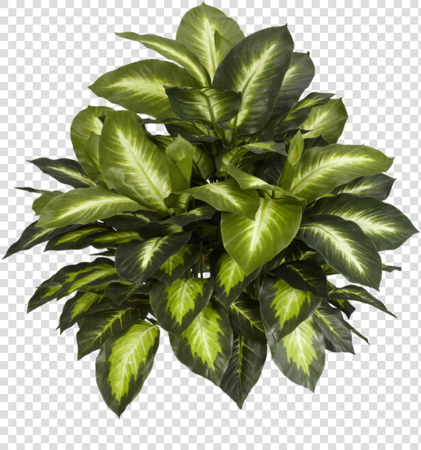 Indoor Plant Top View Png  Transparent PngTransparent PNG