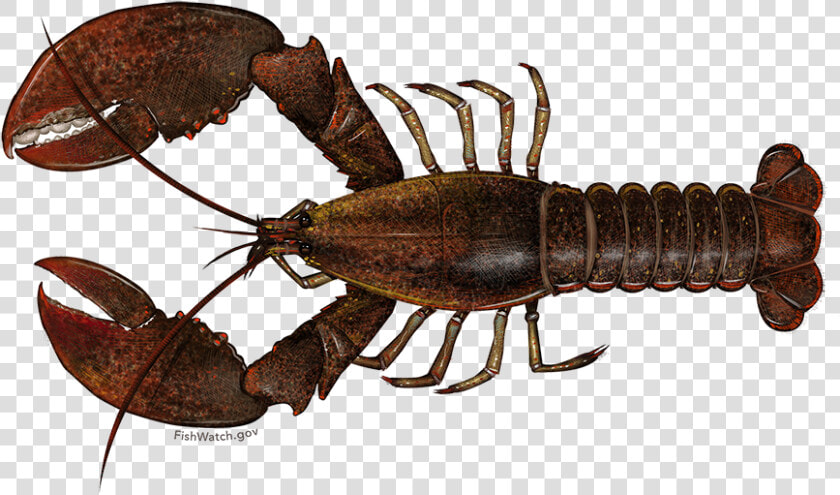 American Lobster   Scientific Name For A Lobster  HD Png DownloadTransparent PNG