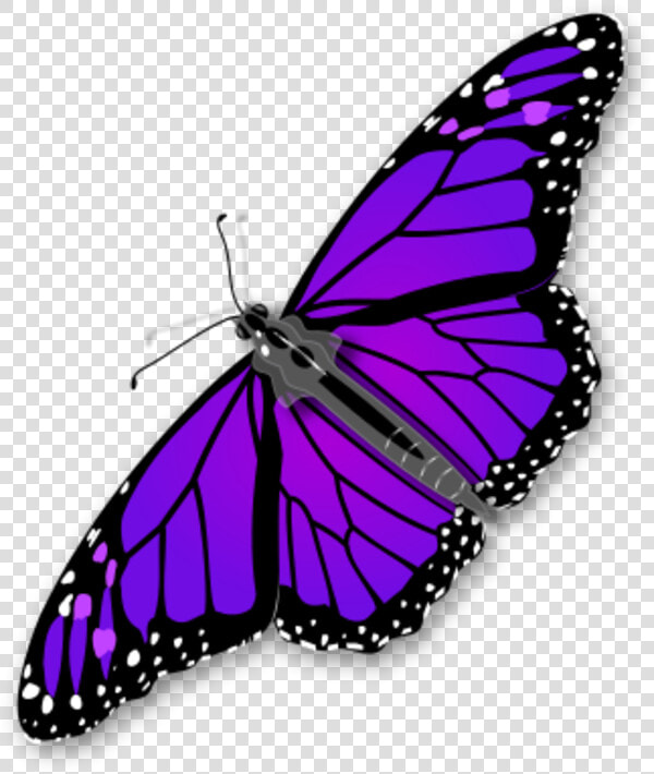 Monarch butterfly   Transparent Monarch Butterfly Gif  HD Png DownloadTransparent PNG