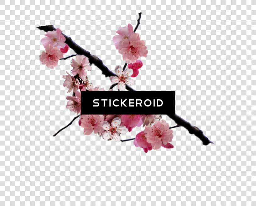 Cherry Blossom Flower   Transparent Png Png Cherry Blossom Branch  Png DownloadTransparent PNG