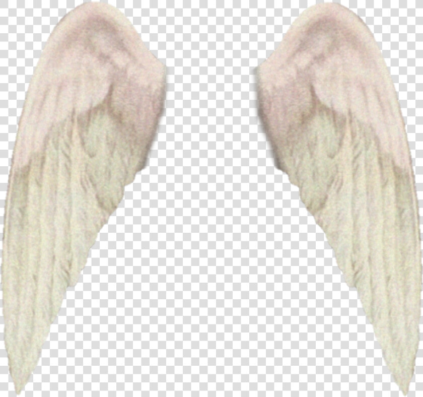  freetoedit  wings  aesthetic  tumblr  alas   Macro Photography  HD Png DownloadTransparent PNG