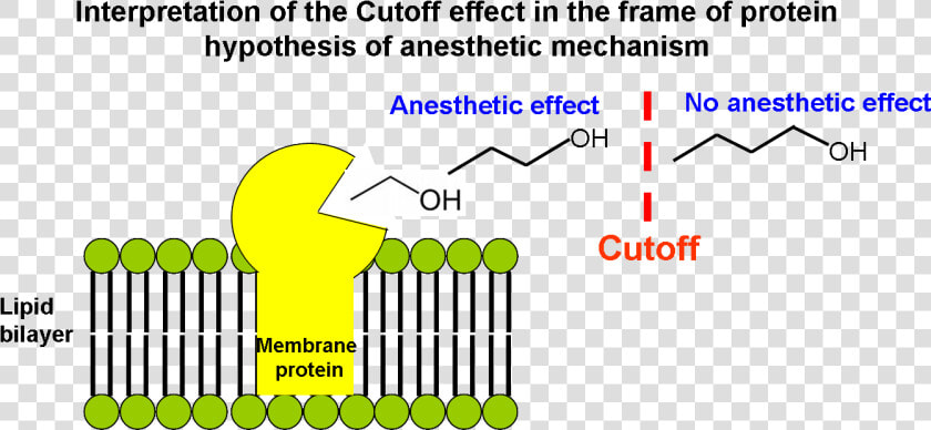 Interpretation Of The Cutoff Effect In The Frame Of   Anesthesia Mechanism  HD Png DownloadTransparent PNG