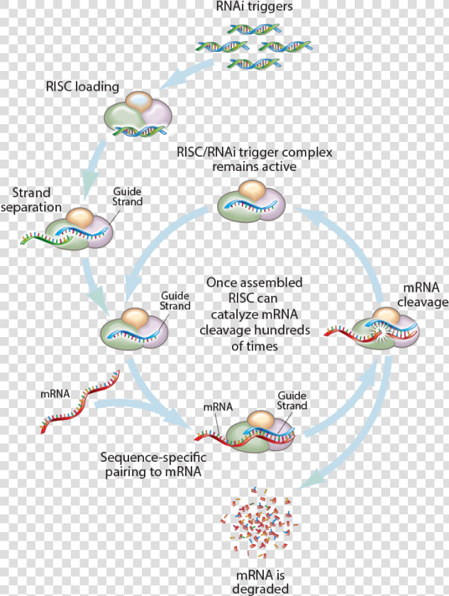 Rnai Triggers   Sirna Arrowhead  HD Png DownloadTransparent PNG