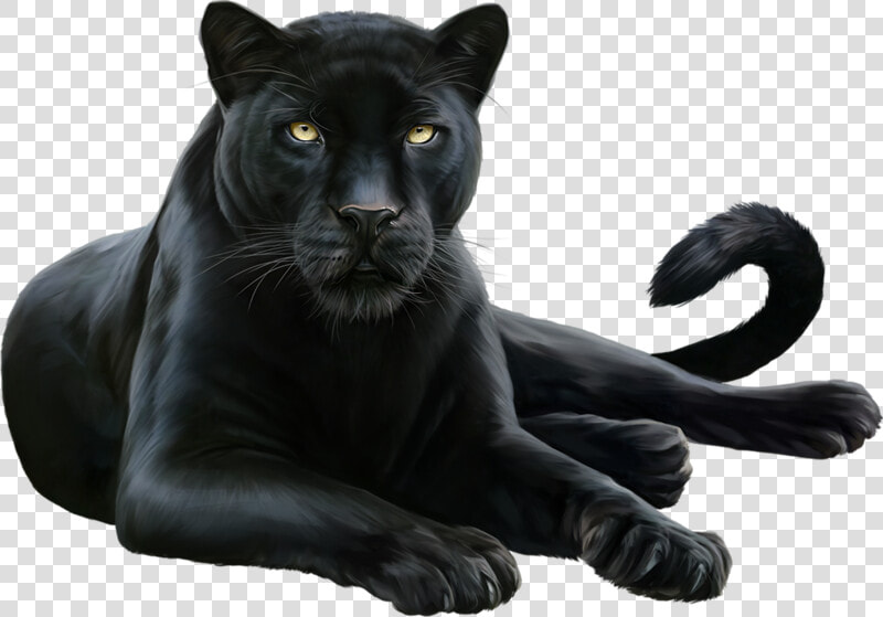  blackpanther  jaguar  layingdown   Beautiful Black Panther Animal  HD Png DownloadTransparent PNG