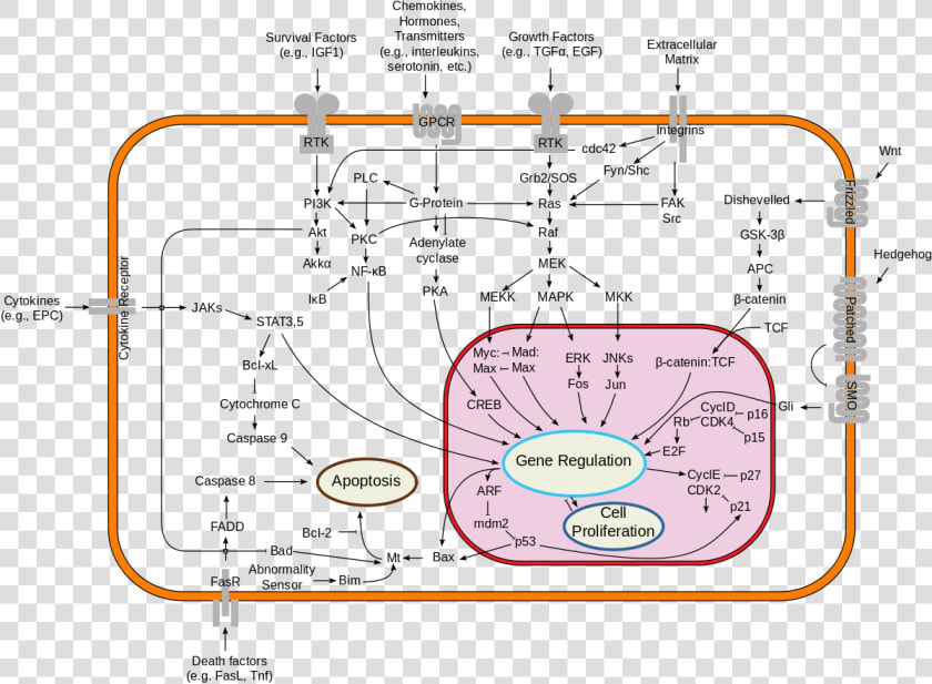 Metabolic Pathways In The Cell  HD Png DownloadTransparent PNG