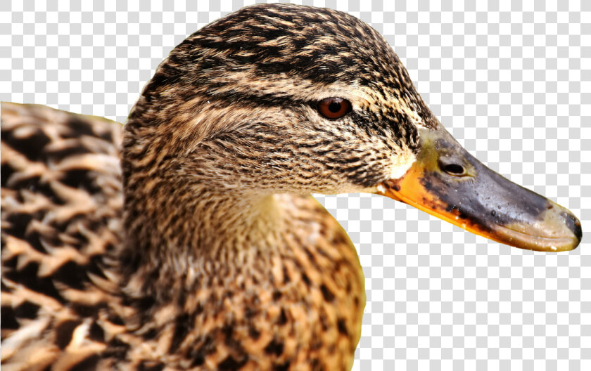 Mallard  Bank  Pond  Cute  Nature  Water  Duck  Bird   Gräsand Png  Transparent PngTransparent PNG