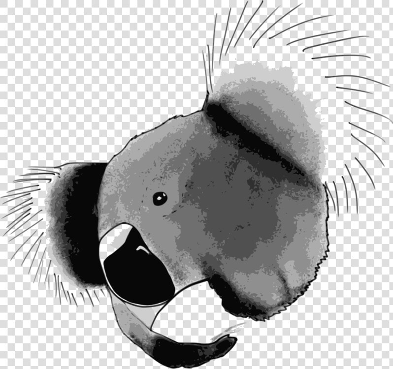 Flightless Bird monochrome Photography carnivoran   Koala  HD Png DownloadTransparent PNG