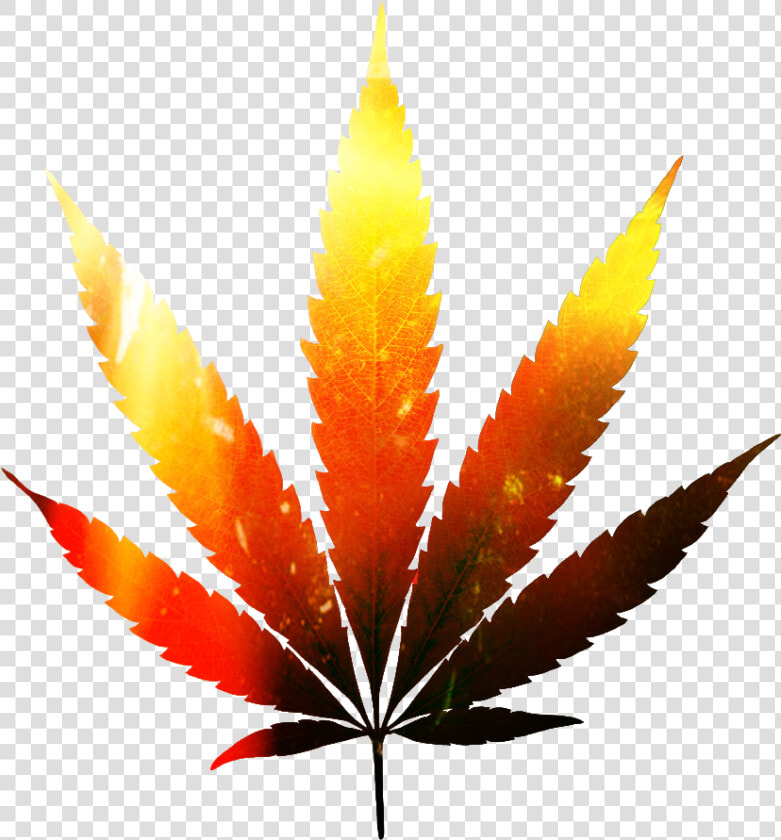  folha Da Maconha Editada   Marijuana Plant  HD Png DownloadTransparent PNG