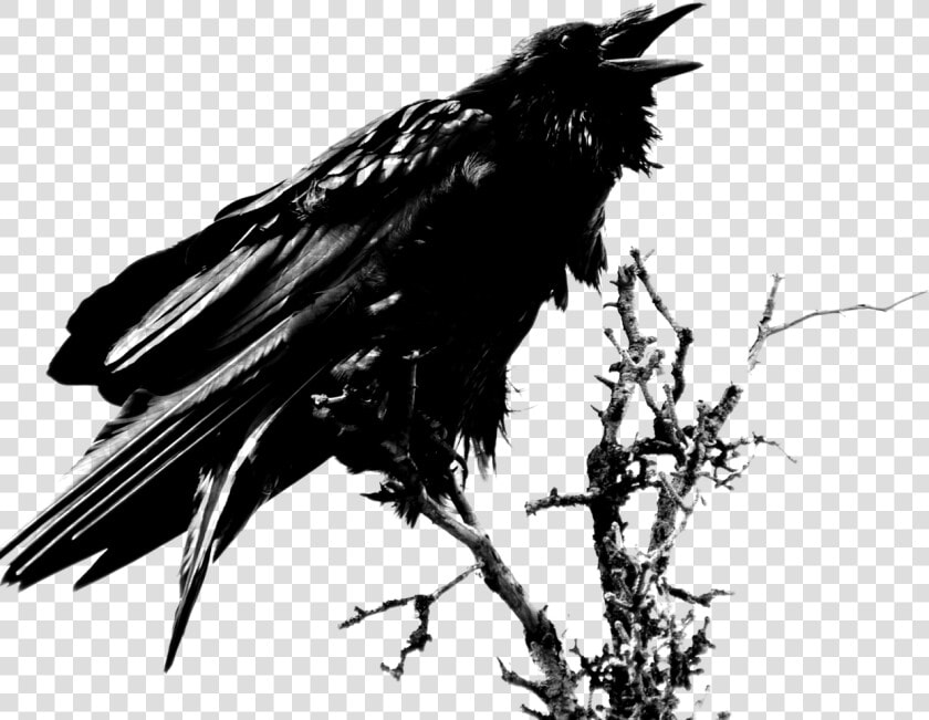 Art Edgar Allan Poe Raven  HD Png DownloadTransparent PNG