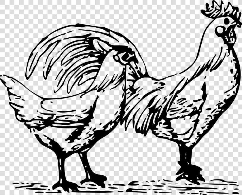 Poultry Clipart  HD Png DownloadTransparent PNG