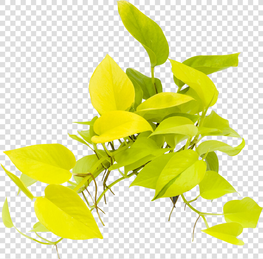 Twig  HD Png DownloadTransparent PNG