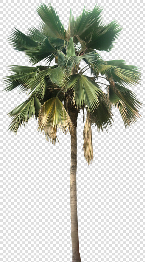 Transparent Palm Tree Great Looking Desert Plants Png   Palm Tree Png  Png DownloadTransparent PNG