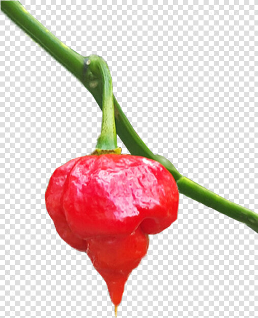 Plant red bell Peppers And Chili Peppers natural Foods chili   Habanero Chili  HD Png DownloadTransparent PNG