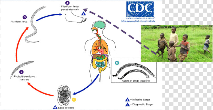 Soil Transmitted Helminths Life Cycle  HD Png DownloadTransparent PNG