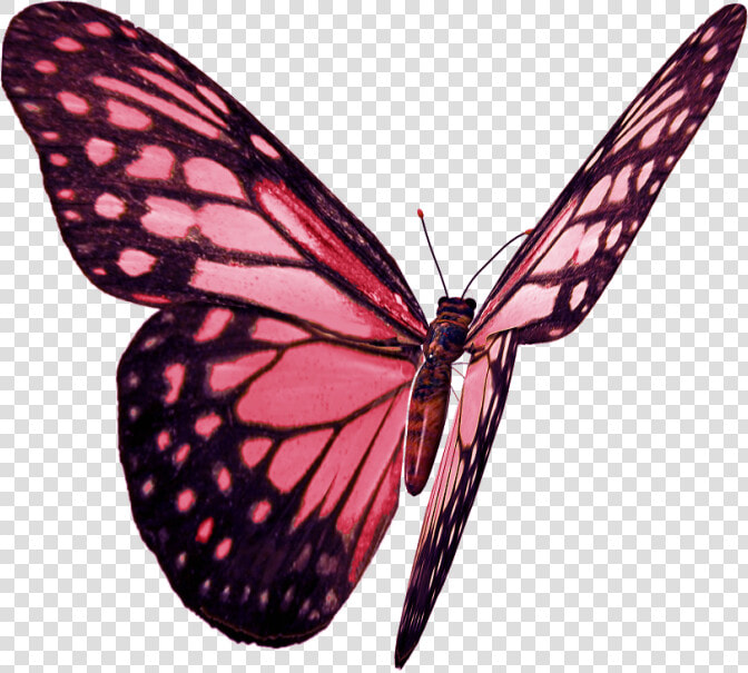 Бабочка   Png   Monarch Butterfly  Transparent PngTransparent PNG