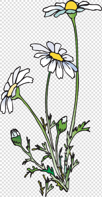 Transparent Daisy Png   Daisies Clipart  Png DownloadTransparent PNG