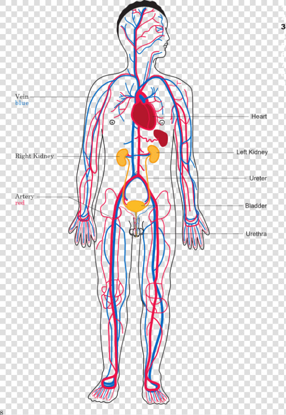 Body Map Of Circulatory System  HD Png DownloadTransparent PNG