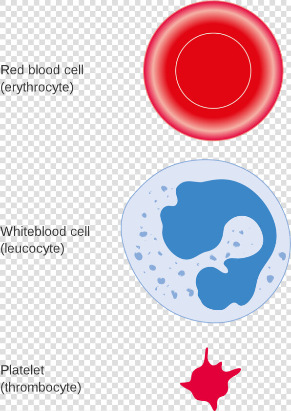 Three Different Types Of Blood Cells  HD Png DownloadTransparent PNG