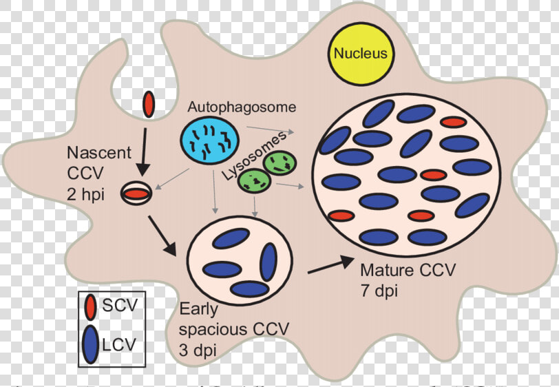 Coxiella Burnetii Lcv Scv  HD Png DownloadTransparent PNG