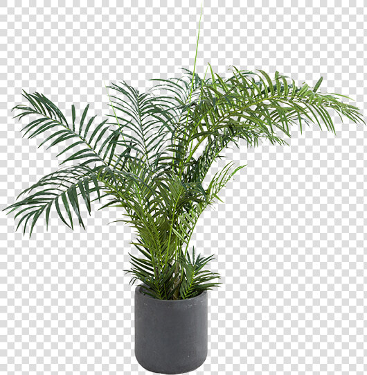 Houseplant  HD Png DownloadTransparent PNG