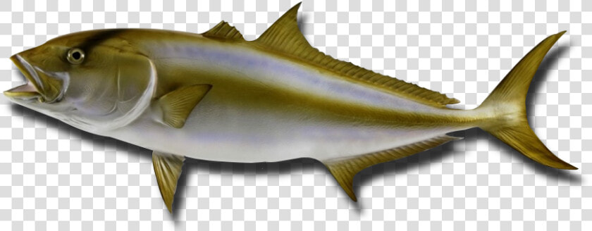 Peixes Olho De Boi  HD Png DownloadTransparent PNG