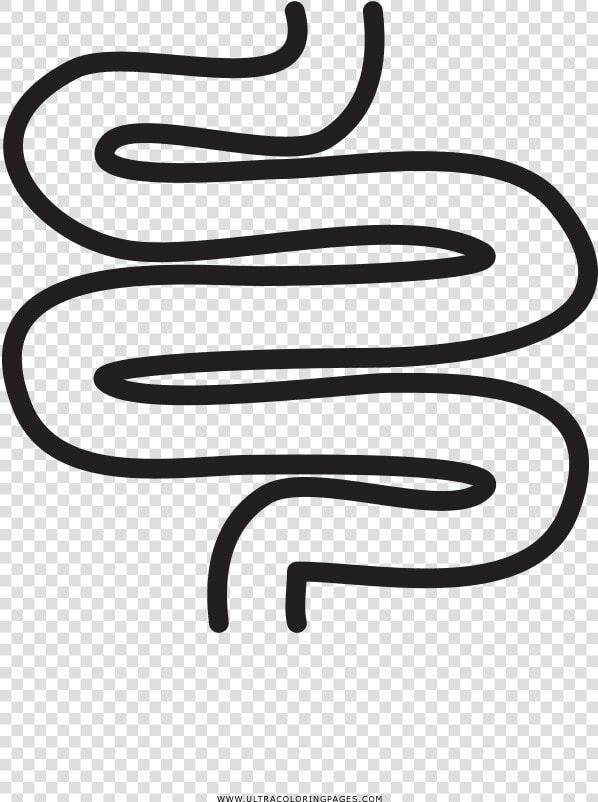 Transparent Intestine Png   Calligraphy  Png DownloadTransparent PNG