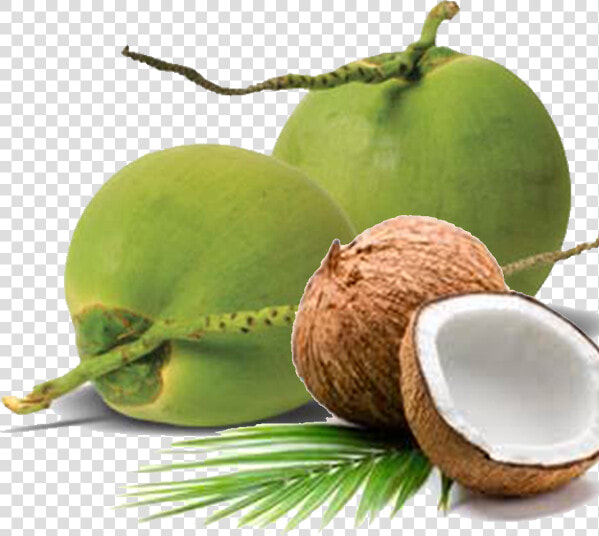 We Are Able To Ensure Stability In Our Supply Chain   Tender Coconut Png  Transparent PngTransparent PNG