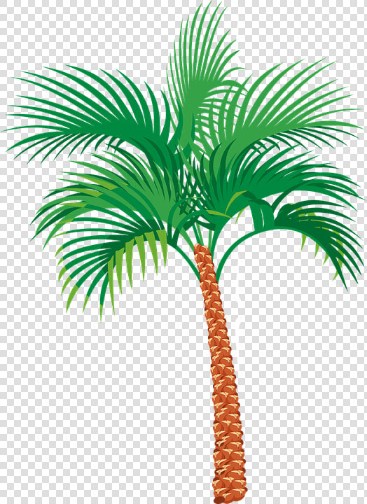 Palm Tree Graphics   Palm Tree Png Gif  Transparent PngTransparent PNG