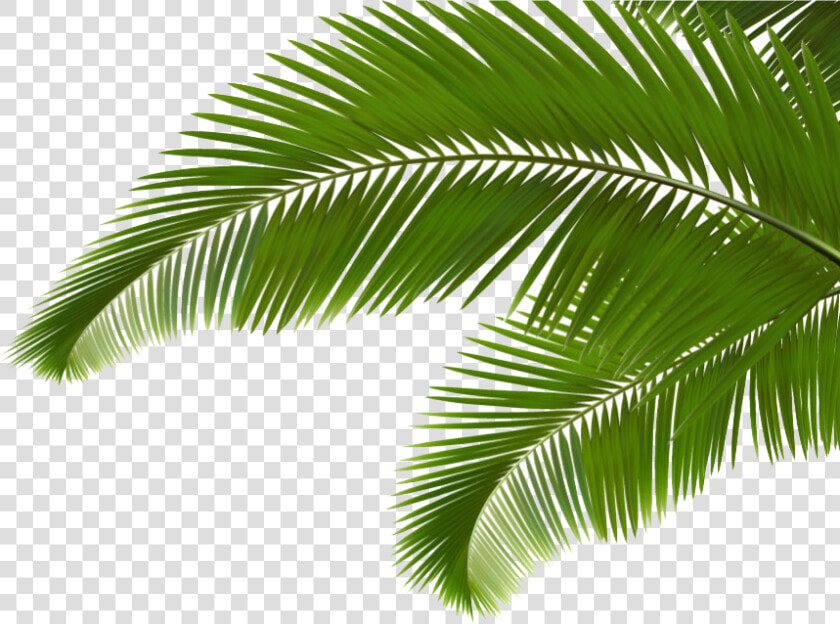 Arecaceae Leaf Frond Clip   Palm Leaves  HD Png DownloadTransparent PNG