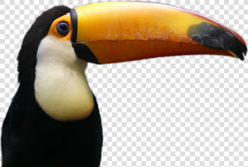 Tucano Sticker   Toucan   Gif Tucano Png  Transparent PngTransparent PNG