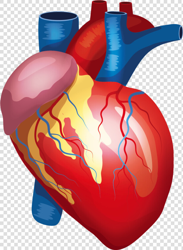 Anatomy Vector Human Heart   Transparent Background Human Heart Png  Png DownloadTransparent PNG