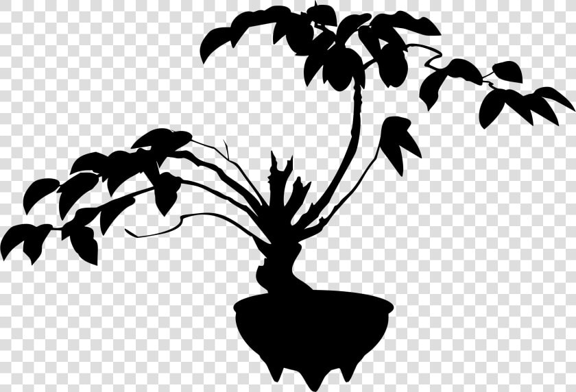 Bonsai Tree   Bonsai  HD Png DownloadTransparent PNG