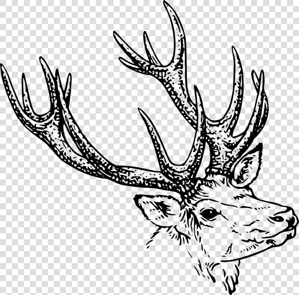 Stag Head Svg Clip Arts   Stag Head Drawing  HD Png DownloadTransparent PNG