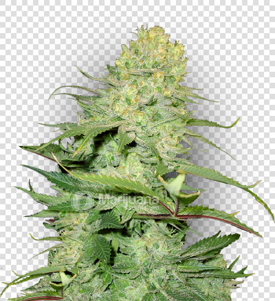 Cheese Feminized Marijuana Seeds   Cheese Auto Fem  HD Png DownloadTransparent PNG