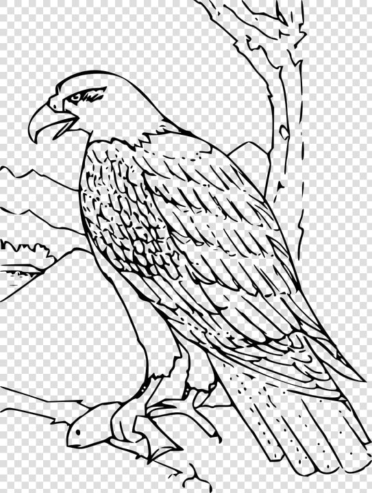 Eagle  Feather  Wing  Wildlife  Majestic  America   Hawk Clipart Black And White  HD Png DownloadTransparent PNG