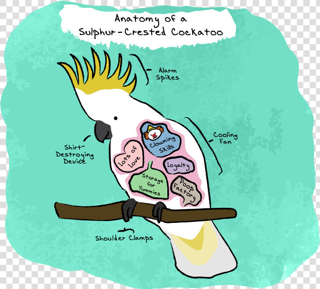 Anatomy Of A Sulphur crested Cockatoo  HD Png DownloadTransparent PNG