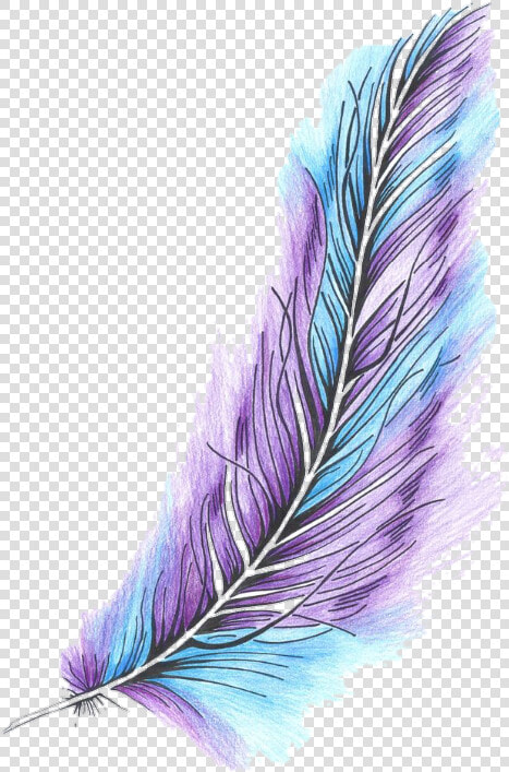 Plumas Png Tumblr 5 » Png Image   Color Drawing Of Feather  Transparent PngTransparent PNG