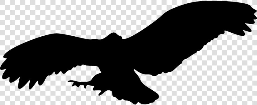 Eagle Flying Png  eagle Bird Animal Flying Png Image   Owl Flying Silhouette Png  Transparent PngTransparent PNG