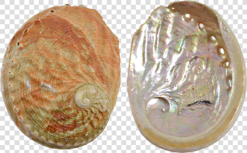 Abalone red Wave 5  HD Png DownloadTransparent PNG