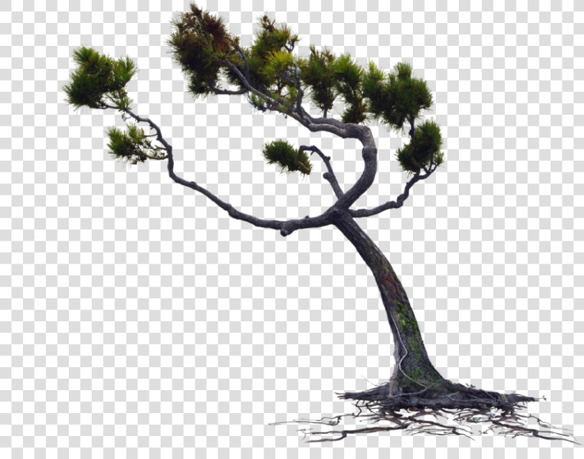 Blowing Wind Png   Png Download   Tree Blowing In The Wind Png  Transparent PngTransparent PNG