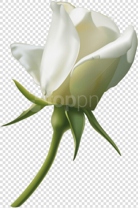 Transparent Rose Bud Png   White Rose Bud Png  Png DownloadTransparent PNG