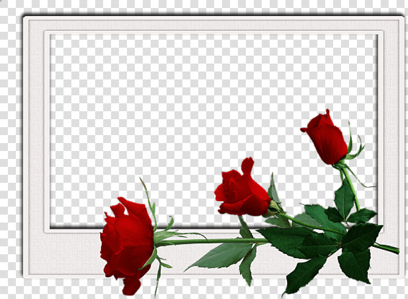 Free Png Best Stock Photos Flowers Frame Background   Transparent Background Flowers Frames  Png DownloadTransparent PNG