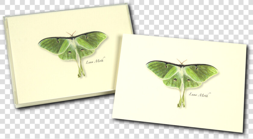 Pieridae  HD Png DownloadTransparent PNG