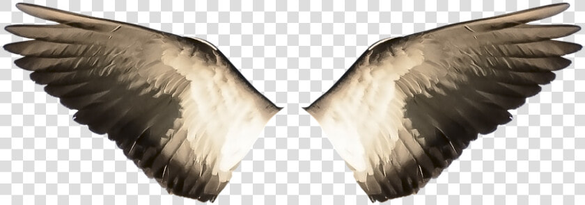 Wings  Wings Ave  Ave  Bird  Flight  Freedom  Flying   Bloodstained Ritual Of The Night Familiars  HD Png DownloadTransparent PNG