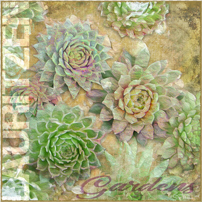 Lauritzen Gardens Omaha Succulents Canvas Art   White Mexican Rose  HD Png DownloadTransparent PNG