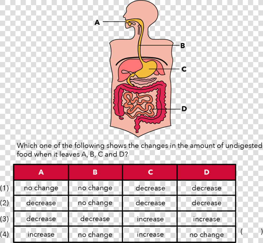 Psle Human Digestive System  HD Png DownloadTransparent PNG